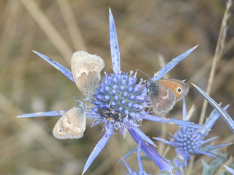 Coenonympha pamphilus ?